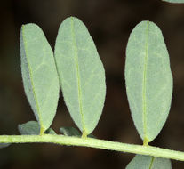 Imagem de Astragalus bolanderi A. Gray