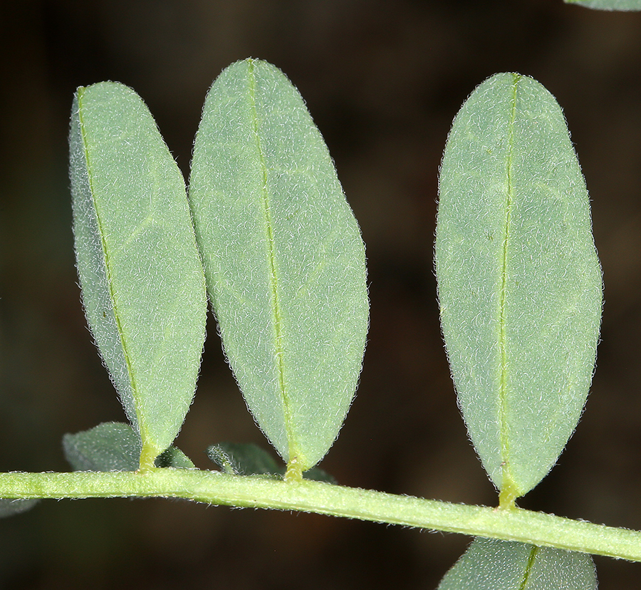 Imagem de Astragalus bolanderi A. Gray