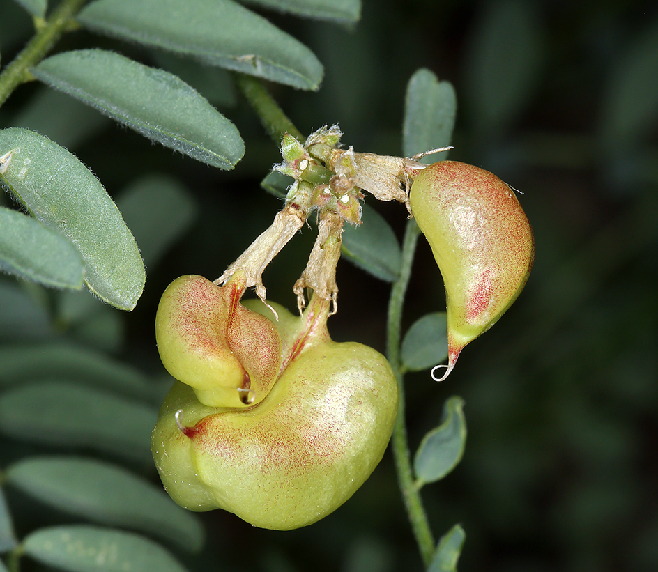 Imagem de Astragalus bolanderi A. Gray