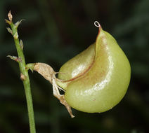 Imagem de Astragalus bolanderi A. Gray
