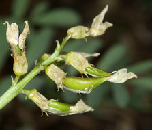 Imagem de Astragalus bolanderi A. Gray