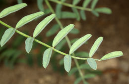 Imagem de Astragalus bolanderi A. Gray