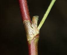 Imagem de Astragalus bolanderi A. Gray