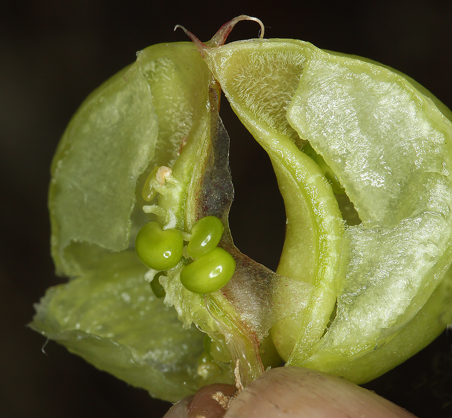 Imagem de Astragalus bolanderi A. Gray