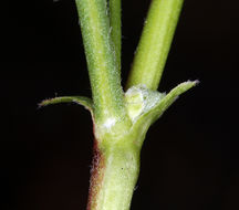 Imagem de Astragalus bolanderi A. Gray