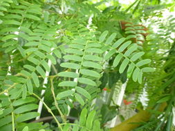 Image of <i>Bulnesia arborea</i>