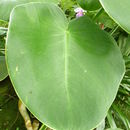 Sivun Philodendron rugosum Bogner & G. S. Bunting kuva