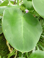 Sivun Philodendron rugosum Bogner & G. S. Bunting kuva