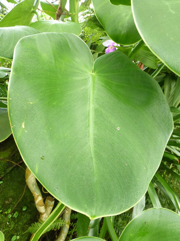 Image of Philodendron rugosum Bogner & G. S. Bunting