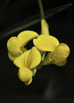 Image of Common Bird's-foot-trefoil