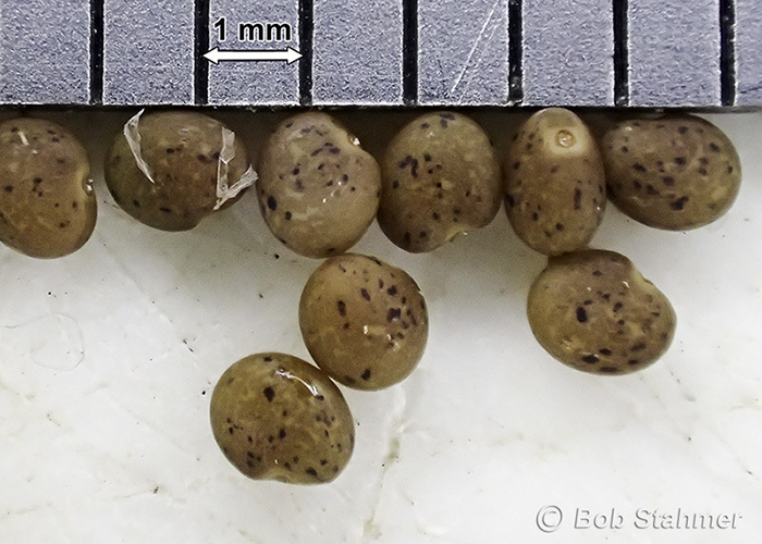 Image of Common Bird's-foot-trefoil