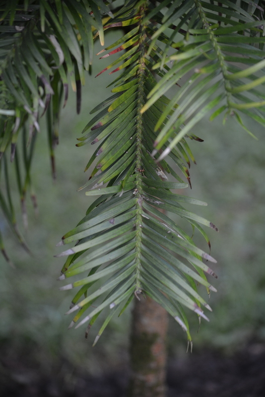 Image of Wollemi Pine