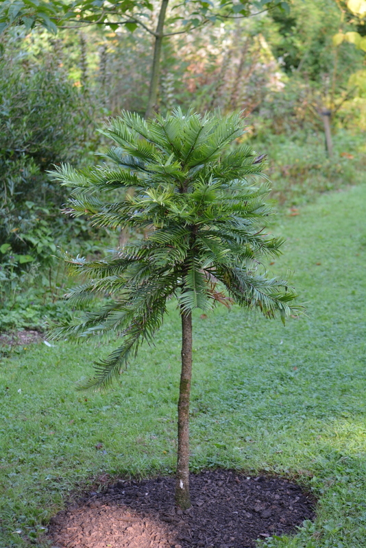 Image of Wollemi Pine