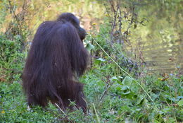 Image of Bornean orangutan