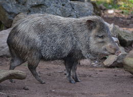 Image of collared peccary