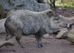 Image of collared peccary