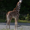 Image of Rothschild's Giraffe
