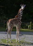 <i>Giraffa camelopardalis rothschildi</i> resmi