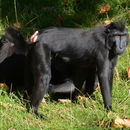 Image of Celebes crested macaque