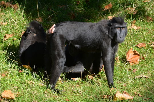 Image of Celebes crested macaque