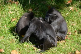 Image of Celebes crested macaque