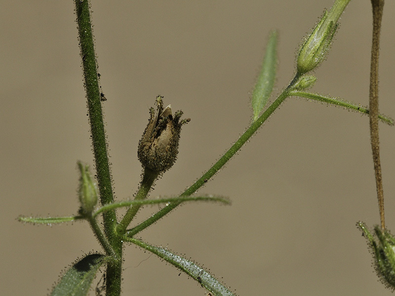 Image of manyflower tobacco