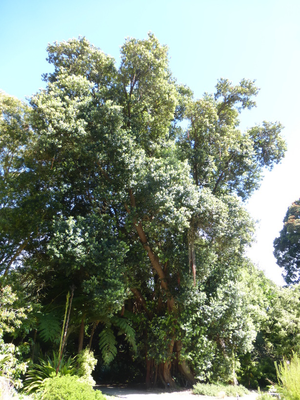 Image of Pohutukawa