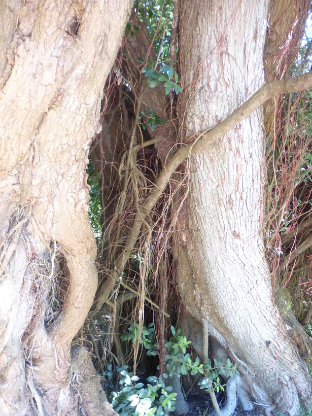 Image of Pohutukawa