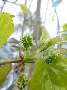 Image of white mulberry