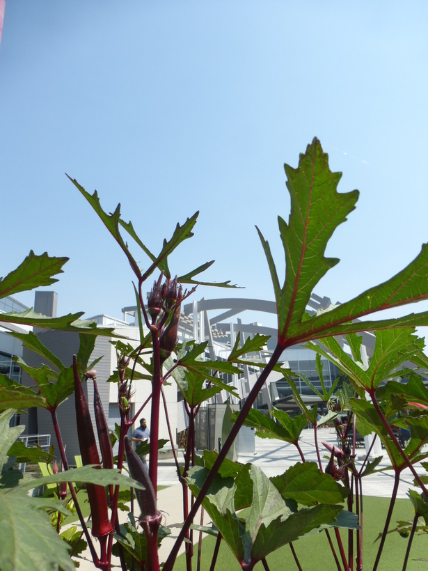 Image of okra