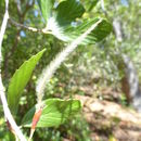 Image of <i>Cercocarpus betuloides</i> var. <i>blacheae</i>