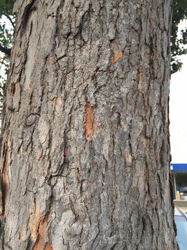 صورة Corymbia ficifolia (F. Müll.) K. D. Hill & L. A. S. Johnson