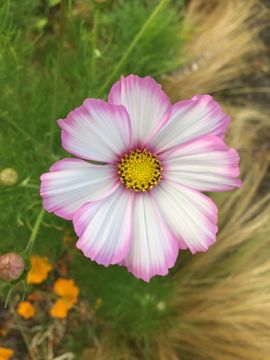 Image of garden cosmos