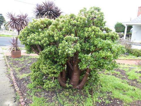 Image of jade plant