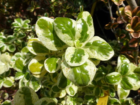 Image de Coprosma repens A. Rich.