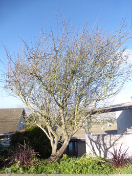 Imagem de Crataegus laevigata (Poir.) DC.