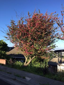 Imagem de Crataegus laevigata (Poir.) DC.