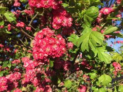 صورة Crataegus laevigata (Poir.) DC.