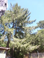 Image of bigcone Douglas-fir