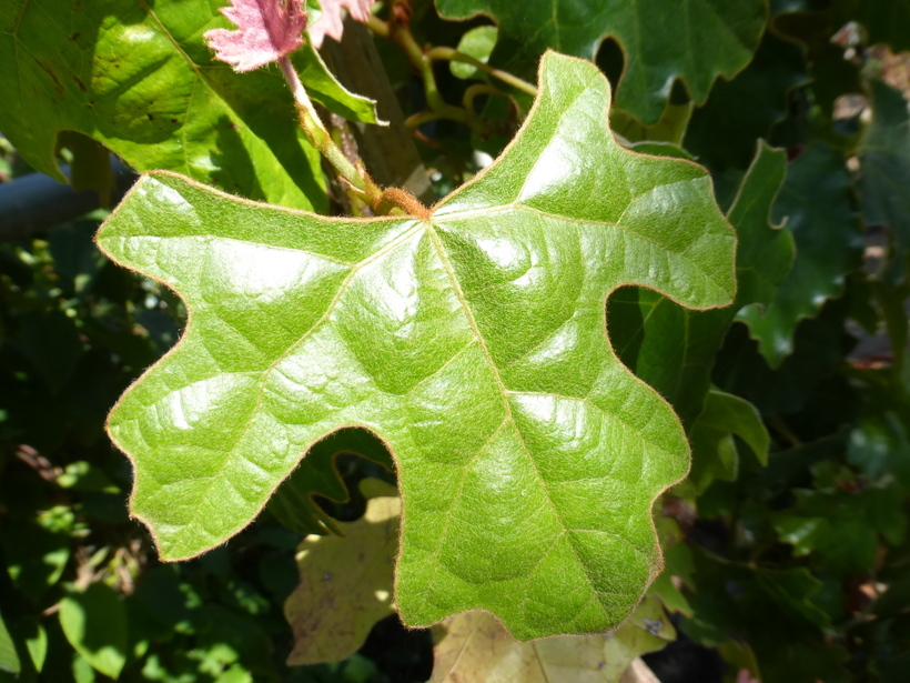 Image de <i>Rhoicissus capensis</i>