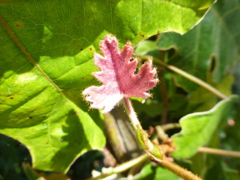 Image of <i>Rhoicissus capensis</i>