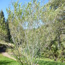 Image of yellow willow