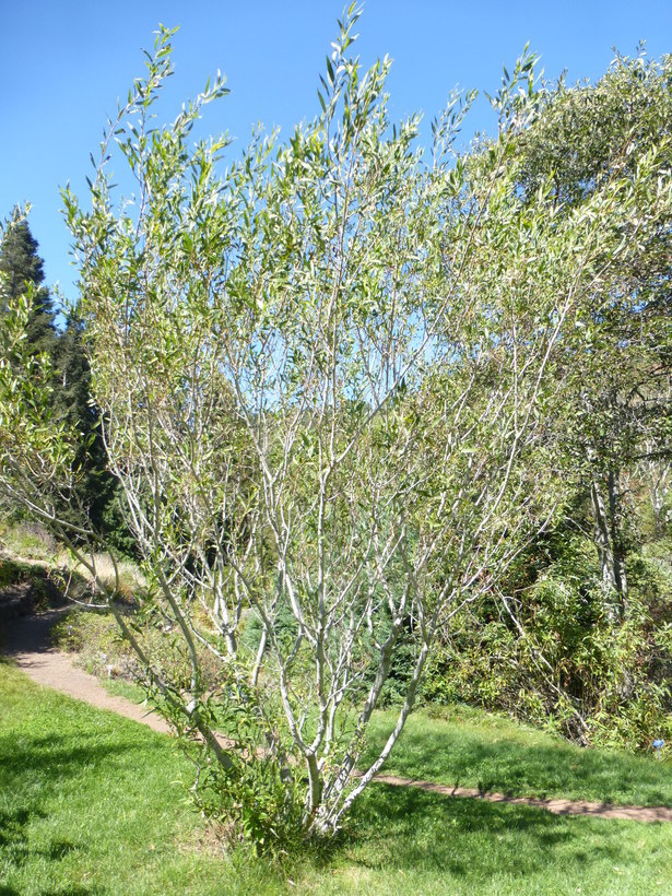 Image of yellow willow