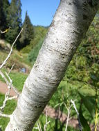 Image of yellow willow