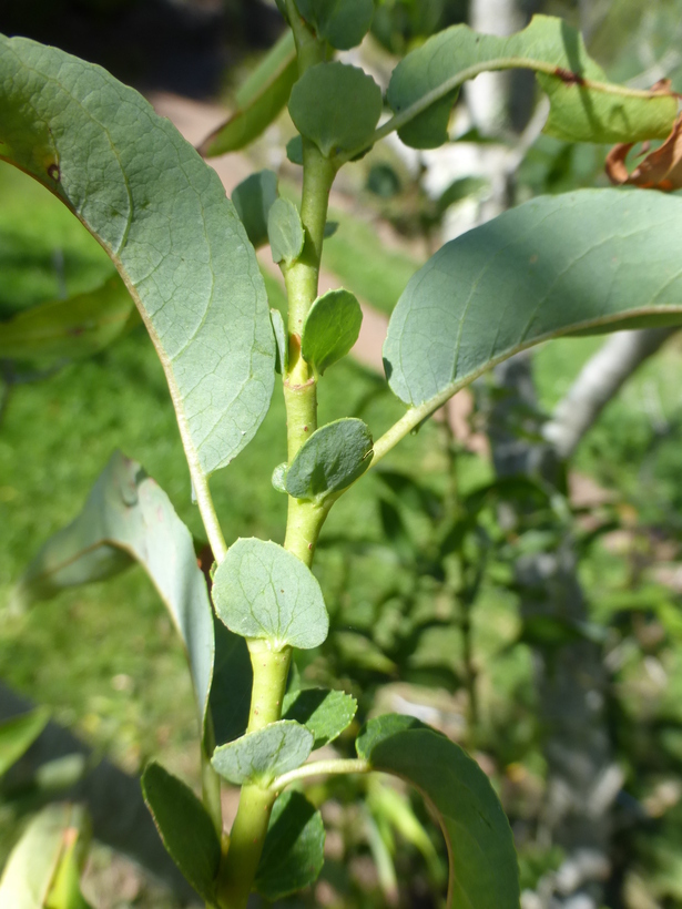 Image of yellow willow