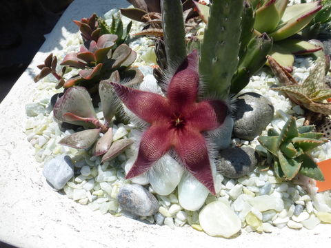 Image of <i>Stapelia grandiflora</i>