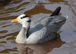 Image of Bar-headed Goose