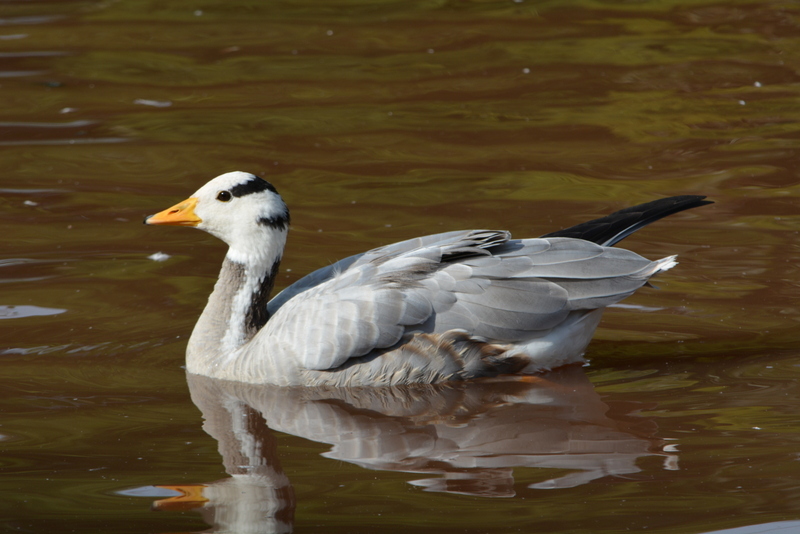 Image of Bar-headed Goose