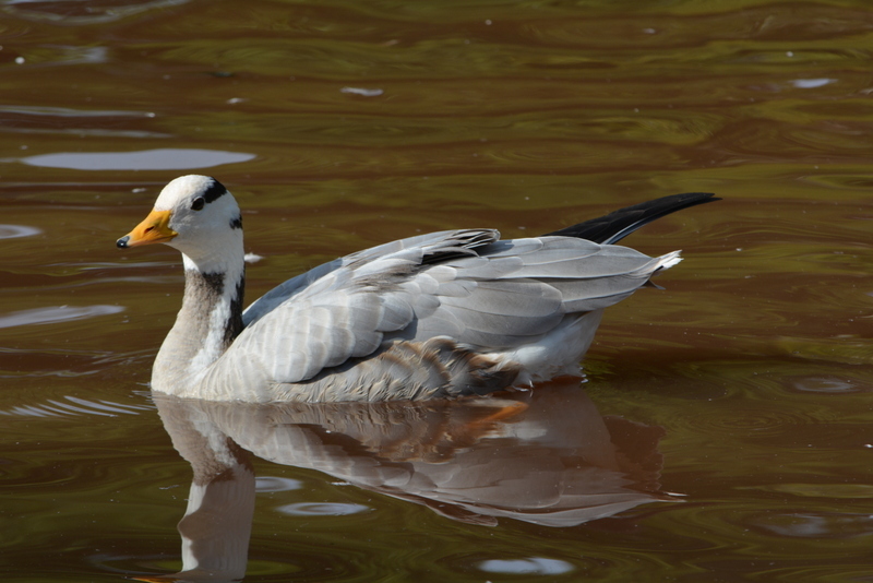 Image of Bar-headed Goose