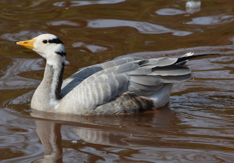 Image of Bar-headed Goose